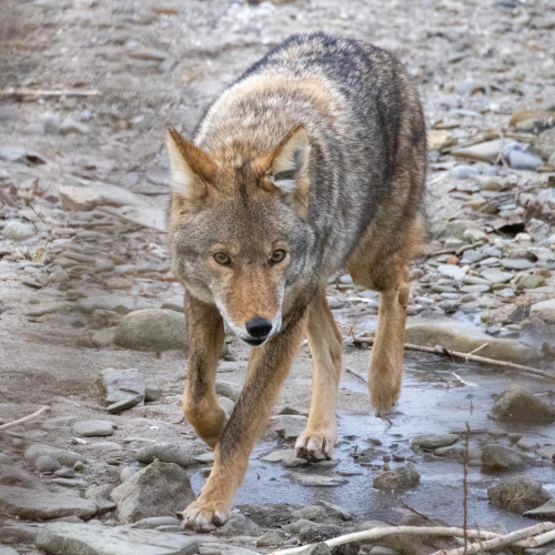 The elusive Eastern Coyote 