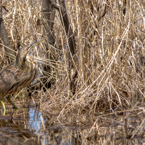 American Bittern in his Element