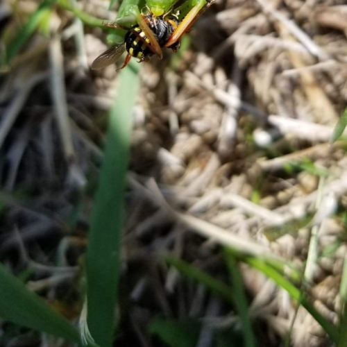 Predator and Prey