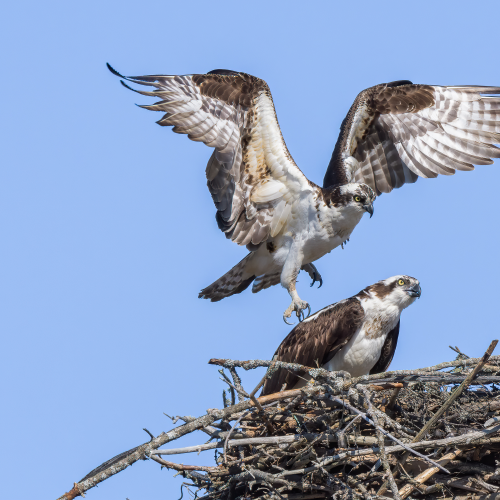 Osprey Love