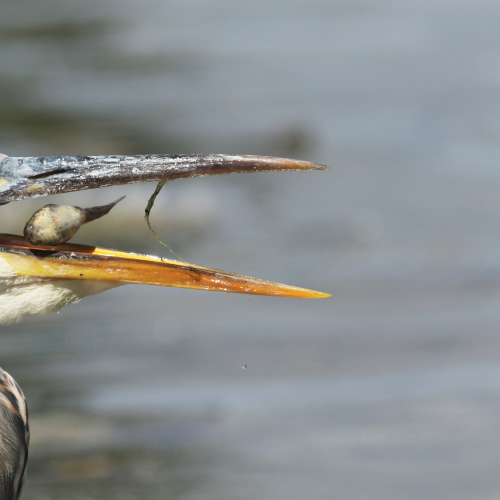 Catch of the day!