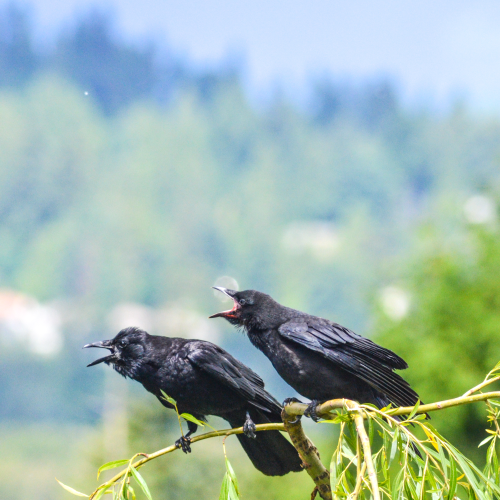 Baby crows