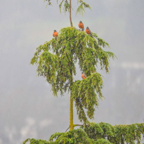 Robins