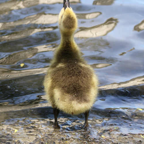 Wee one drinking