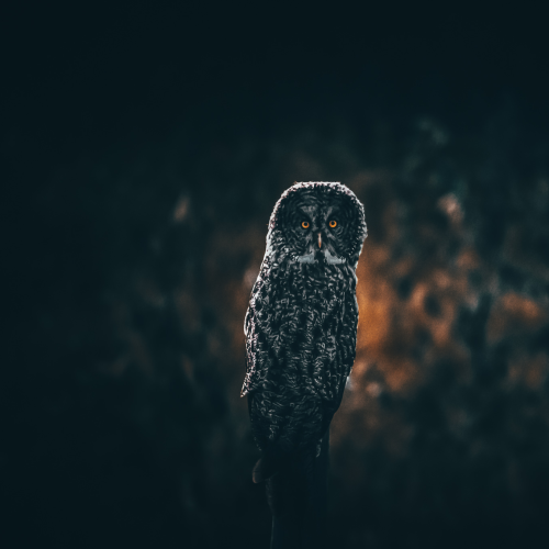 Night Hunter