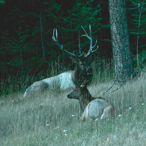 Jasper Elk 
