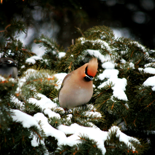 Snow Dance