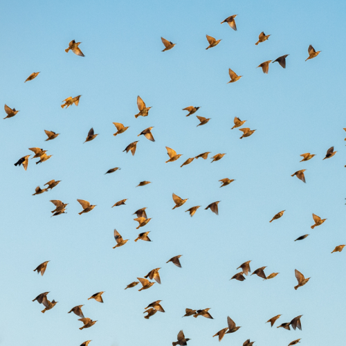 Starlings