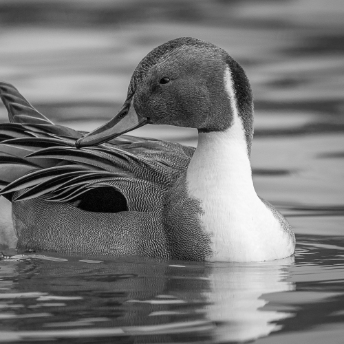 Northern pintail