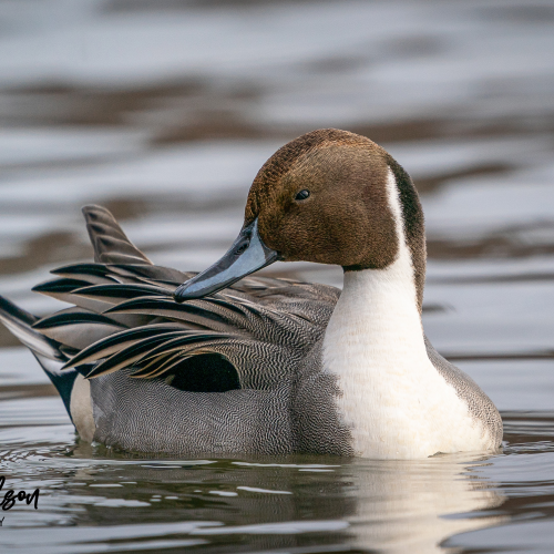 Northern pintail