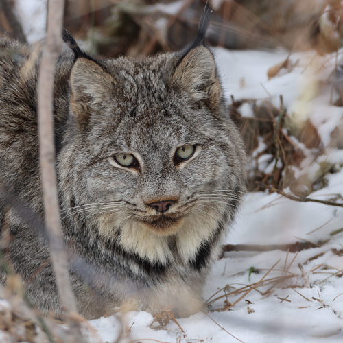 Lynx