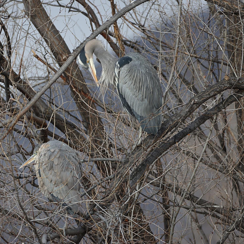 Great Blue Herons