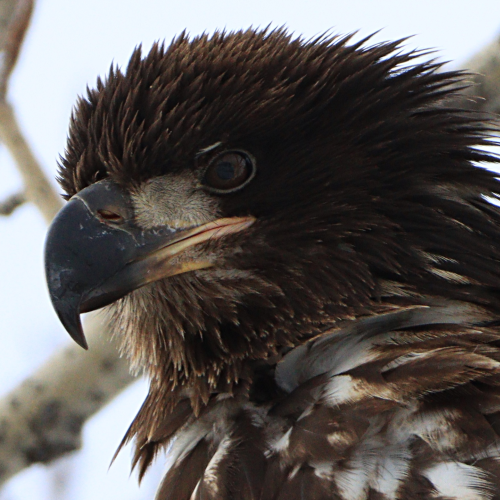 Juvenile Bald Eagle