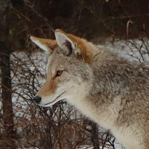 Coyote 