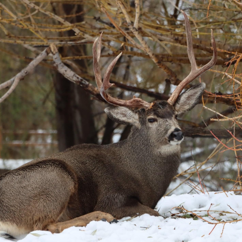 Mule Deer