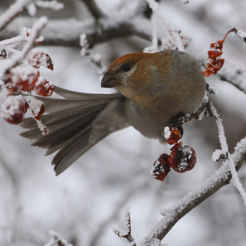 Frosty fruit