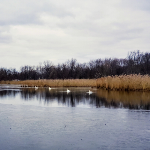 Winter swans
