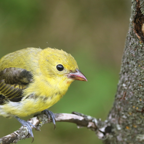 Bright yellow