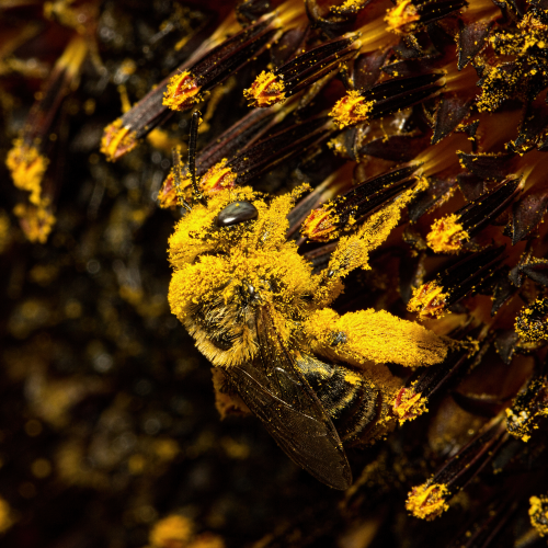 A little pollen?