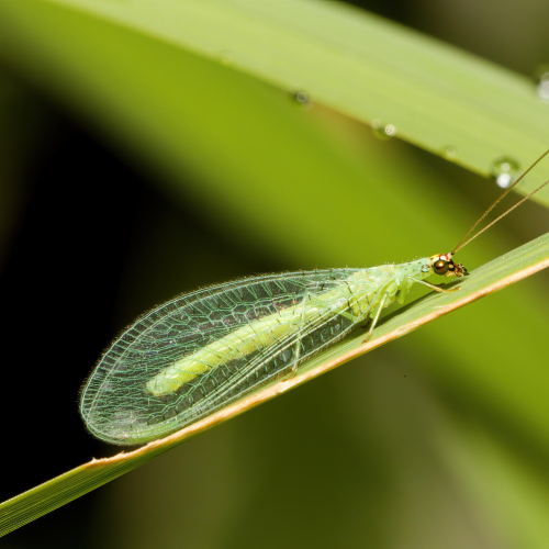 Lacewing
