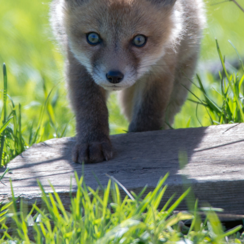 look into my eyes