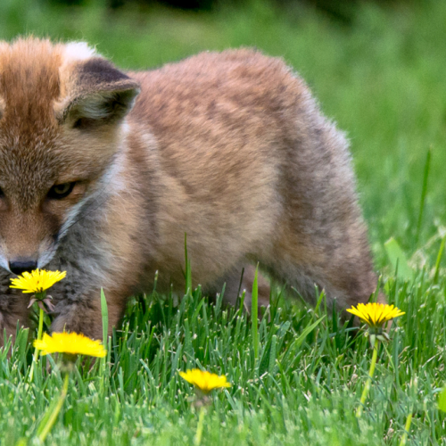 stop and smell the flowers 