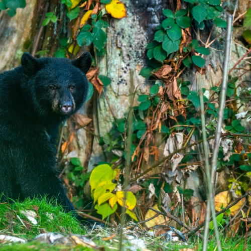 Black bear