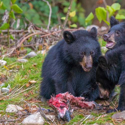 Black bear