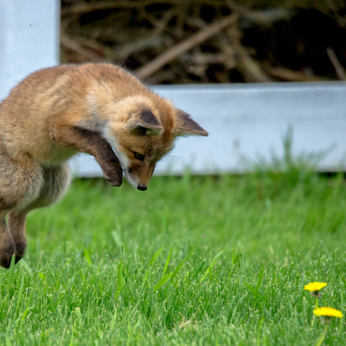 hunting bugs