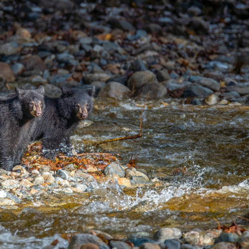 Three little bears are eating salmon