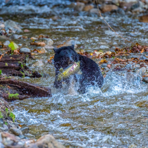 Little black bear catches salmon in the river valley