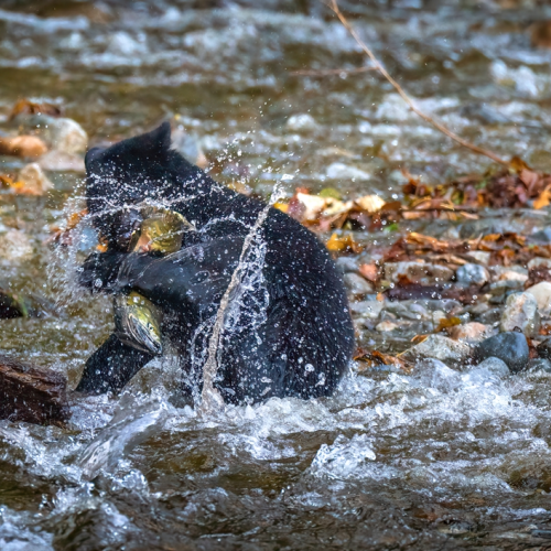 Little black bear catches salmon in the river valley