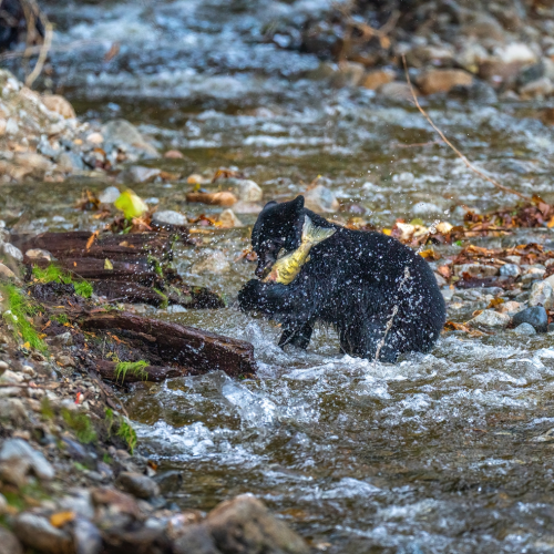 Little black bear catches salmon in the river valley