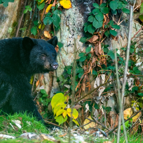 Black bear