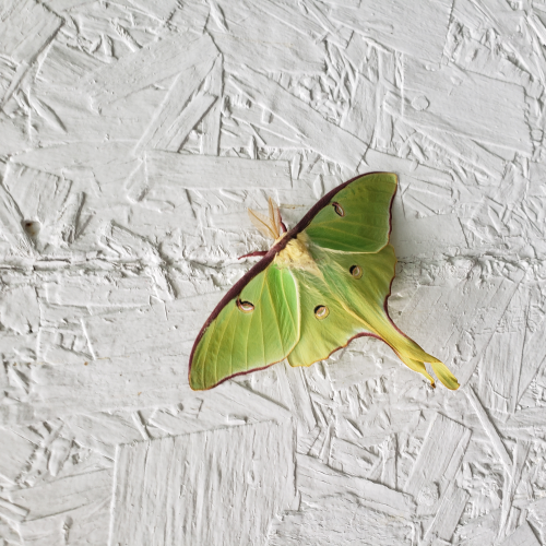 Luna Moth of Sudbury, ON