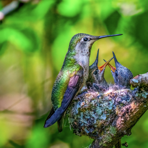 Humming bird nest
