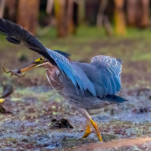 Green Heron caught a frog