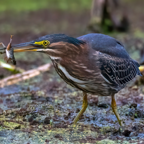 Green Heron caught a frog
