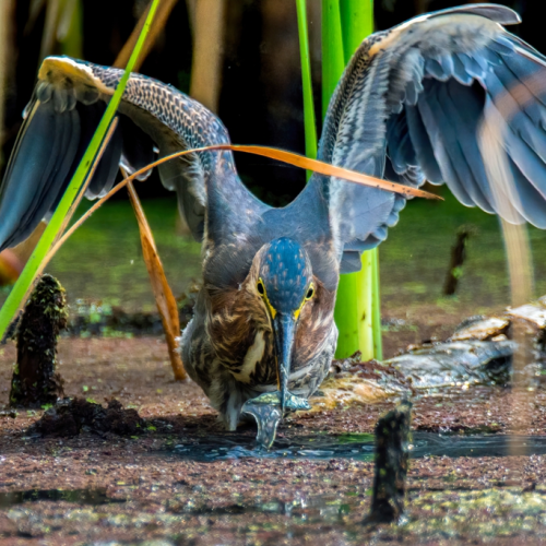 Green Heron caught a frog
