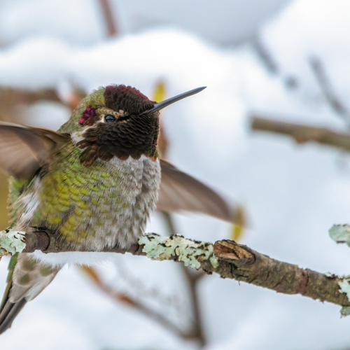 A hummingbird in a snowy day