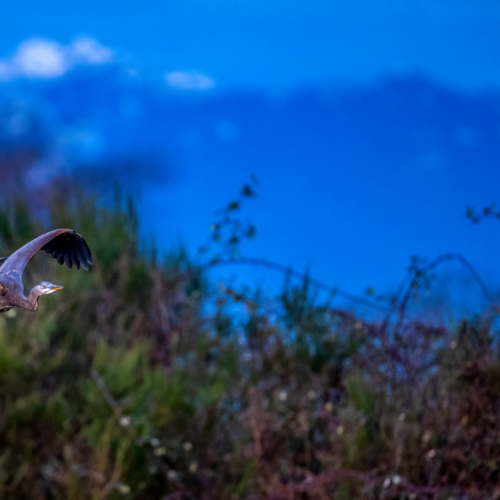 A great blue heron is flying at sunset