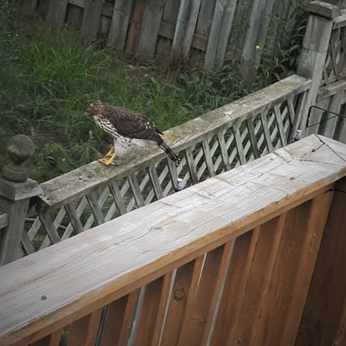 Coopers Hawk terrorizing the backyard