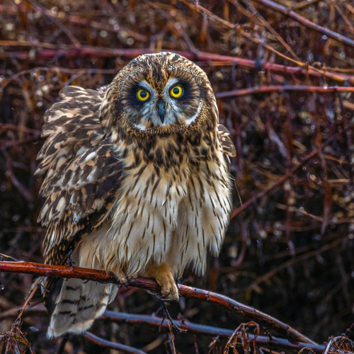 Short eared owl 