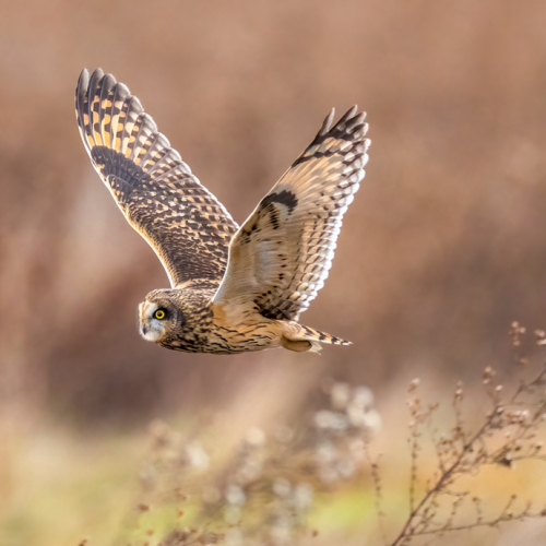 Short eared owl 