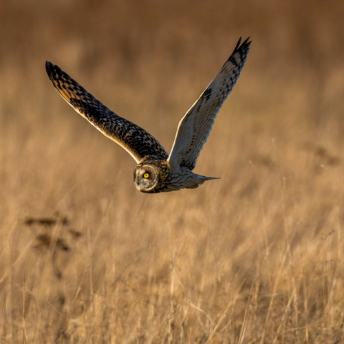 Short eared owl 