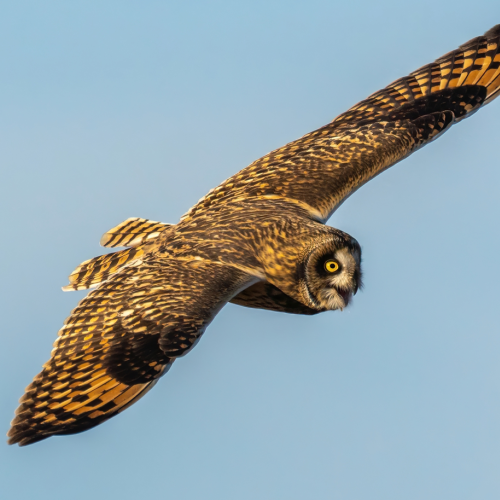 Short eared owl 