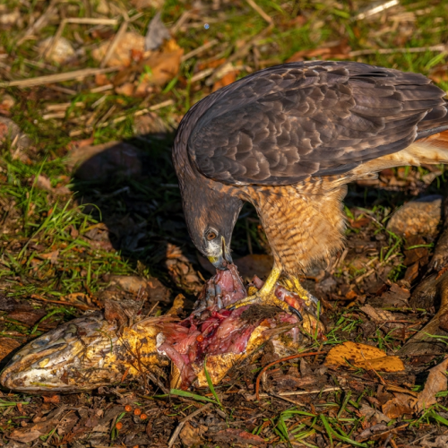 Red-tailed hawk eating salmon at sunrise