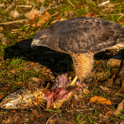 Red-tailed hawk eating salmon at sunrise