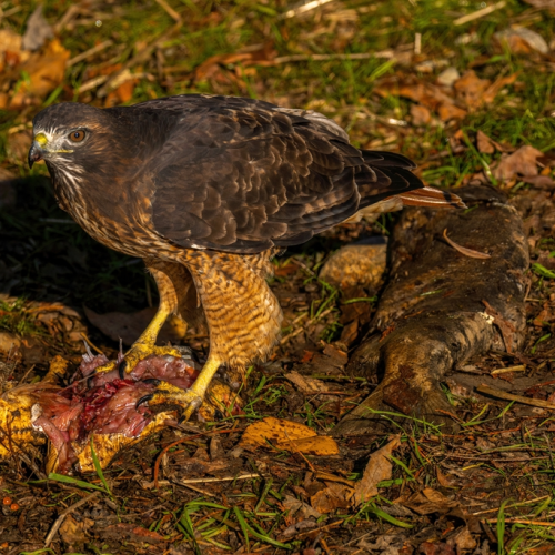 Red-tailed hawk eating salmon at sunrise