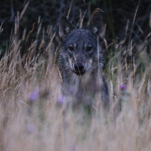 The Young Hunter